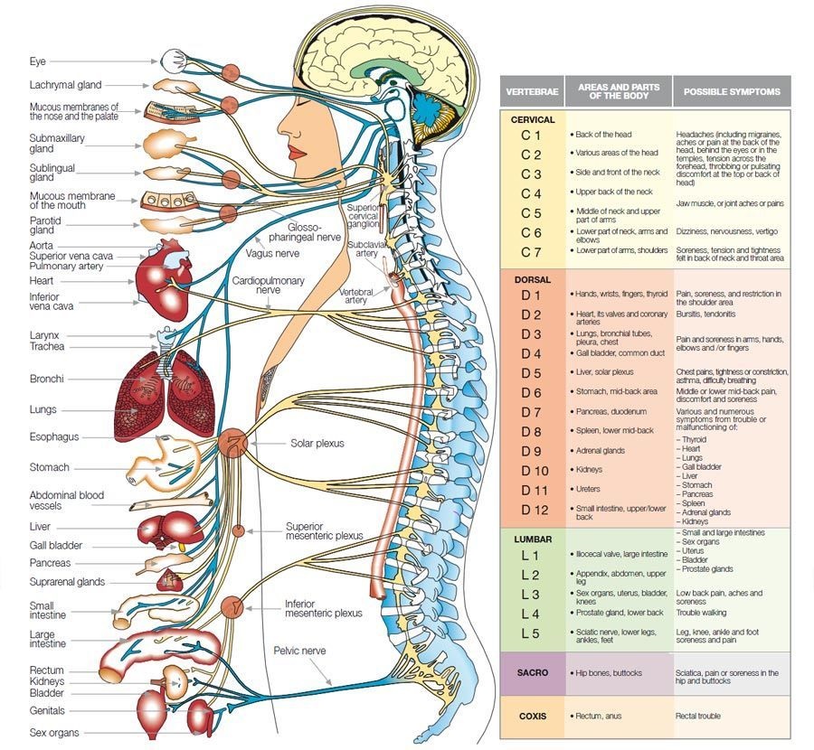 Spinal Nerve And Organ Chart